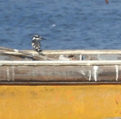 Ceryle rudis travancoreensis