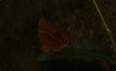 Abisara bifasciata suffusa