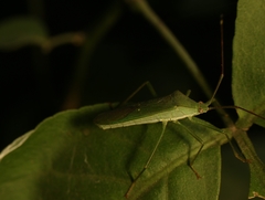 Homoeocerus graminis