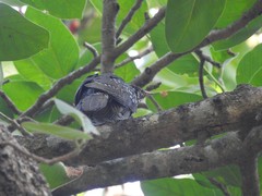 Eudynamys scolopaceus