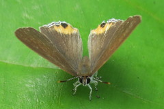 Hypolycaena thecloides