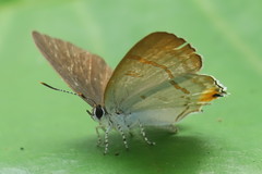 Hypolycaena thecloides