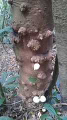 Syzygium cormiflorum