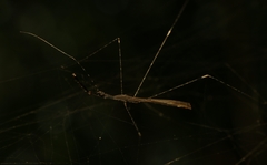 Eugubinus intrudans