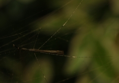 Eugubinus intrudans