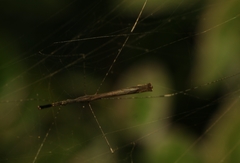 Eugubinus intrudans