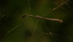 Eugubinus intrudans