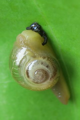 Helicarion perfragilis