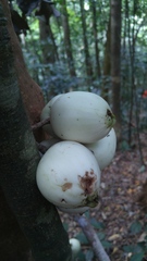 Syzygium cormiflorum