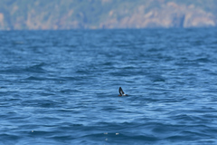 Fregetta maoriana