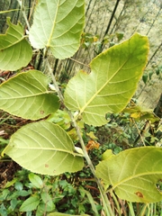 Rubus corchorifolius
