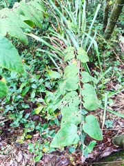 Rubus corchorifolius