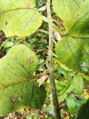 Rubus corchorifolius