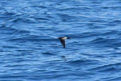 Fregetta maoriana