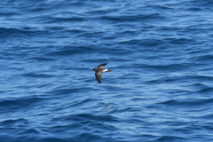 Fregetta maoriana
