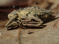 Poropterus ellipticus