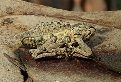 Poropterus ellipticus