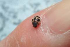 Platynaspis maculosa