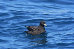 Procellaria parkinsoni