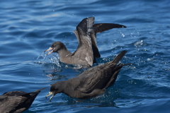 Procellaria parkinsoni