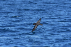 Procellaria parkinsoni