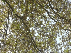 Madhuca longifolia latifolia