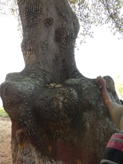Madhuca longifolia latifolia
