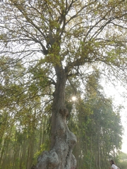 Madhuca longifolia latifolia