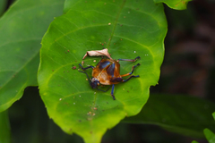 Pentatomoidea