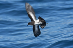Fregetta maoriana