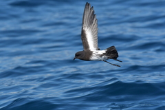 Fregetta maoriana