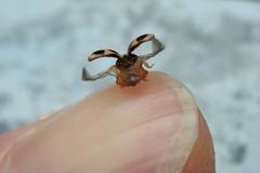 Platynaspis maculosa