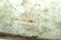 Pneustocerus gravelyi