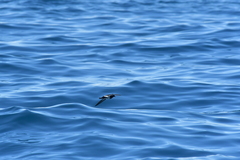 Fregetta maoriana