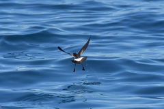 Fregetta maoriana