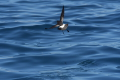 Fregetta maoriana