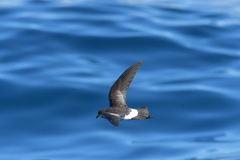 Fregetta maoriana