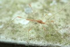 Pneustocerus gravelyi