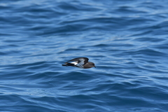 Fregetta maoriana