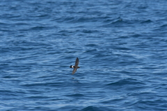Fregetta maoriana