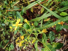 Senecio scandens