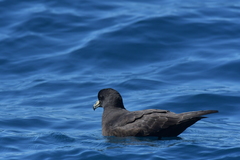 Procellaria parkinsoni