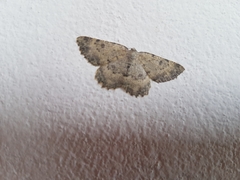 Charissa glaucinaria