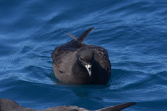 Procellaria parkinsoni