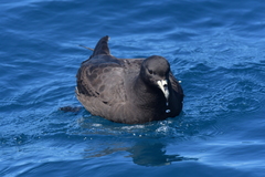 Procellaria parkinsoni