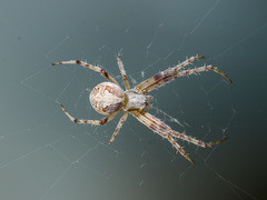 Araneus pallasi