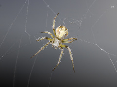 Araneus pallasi
