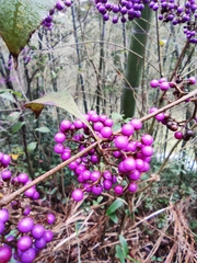 Callicarpa bodinieri