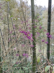 Callicarpa bodinieri