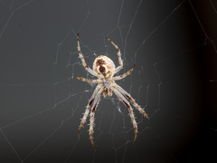 Araneus pallasi